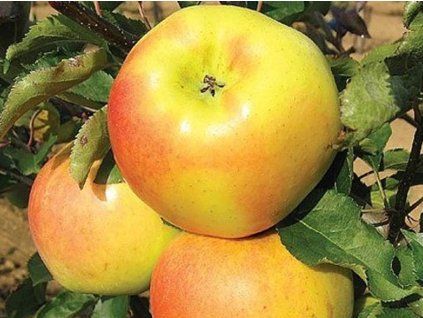 42927 1 jablon orion