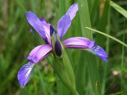 Kosatec trávovitý - Iris graminea (Balení kontejner p9)