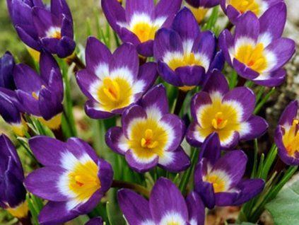 trójkolorowy siebe2