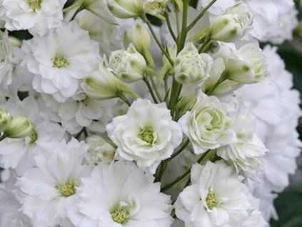 54435 1 pure white