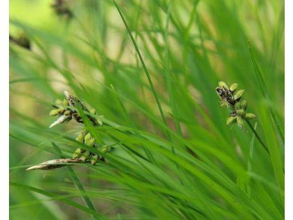 54582 1 turzyca górska