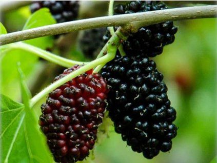 96230 1 moruse cerna roznovska