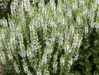 97295 synchro white
