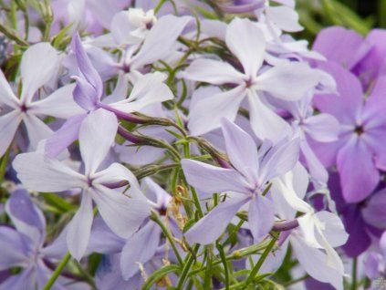 Phlox divaricata 'Clouds of Perfume'