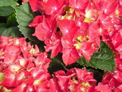 116977 1 red beauty