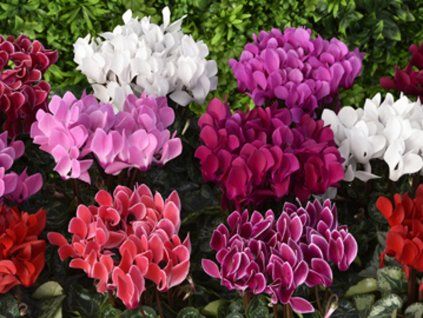 116992 1 garden fuji