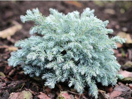 117337 1 blue planet