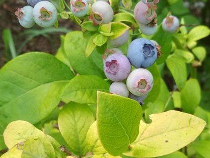 117352 2 yellowberry2