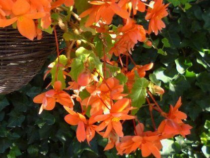 117557 1 pendula orange 3