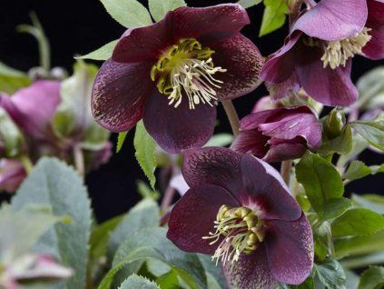 Čemeřice 'Hello Ruby' - Helleborus orientalis 'Hello Ruby' (Balení kontejner p14, Tvar výška 30cm)