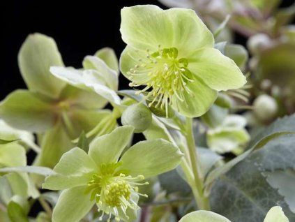 126078 1 silver star