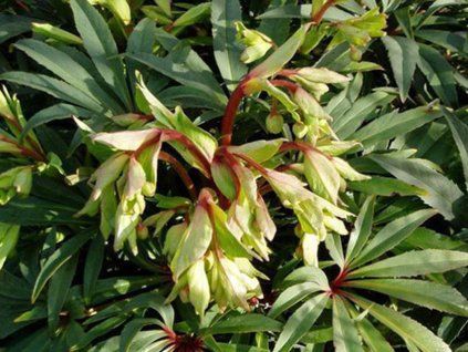 126102 1 wester flisk