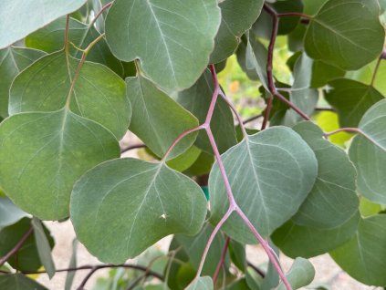 Eukalyptus polyanthemos (Balení kontejner C5)