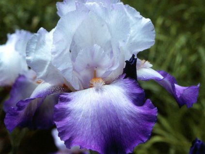 zamek alpejski irysowy