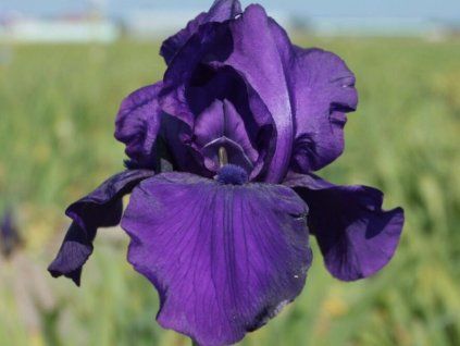 iris germanica matinata 1