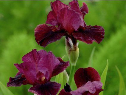 poranny program iris germanica