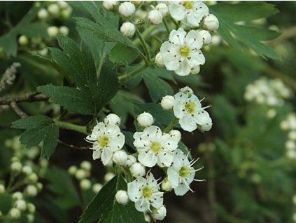 Hloh višňový (Balení kontejner C5)