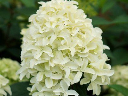 Hortenzie latnatá Skyfall 'Frenne' (Balení kontejner C3)
