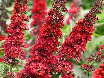 Komule Davidova 'Butterfly Red' (Balení kontejner p9)