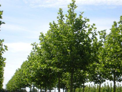 Platanus hispanica piramidalis