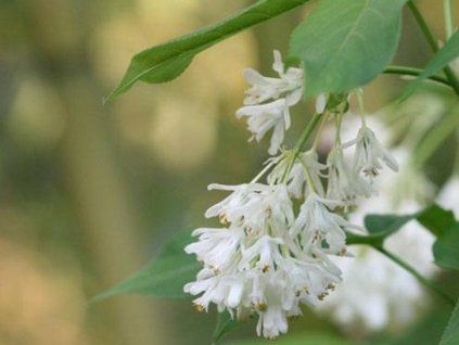 Klokoč celoplodý (Balení kontejner C5)