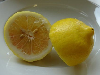 Cedrát 'Variegata Hach' (Balení kontejner C2)