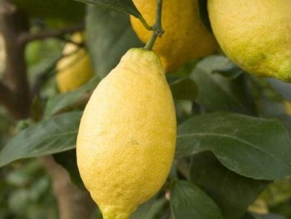 Citroník 'Lunario' (Balení kontejner C2)