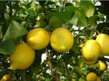 Citroník 'Siracusano' (Balení kontejner C2)