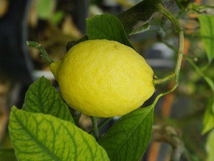 Citroník 'Amalfitano' (Balení kontejner C2)