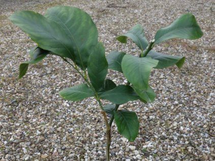 127954 citronik ghana