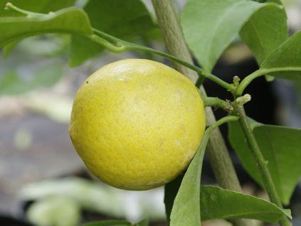 Citroník 'Doux de Mediteranee' (Balení kontejner C2)