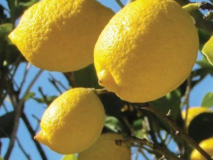 127966 citronovnik genoa