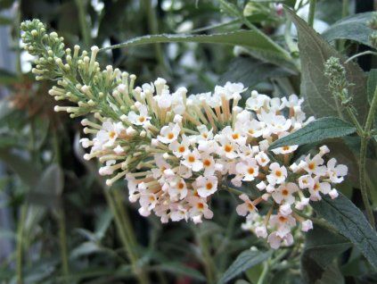 Komule Davidova 'Ivory' (Balení kontejner C2)