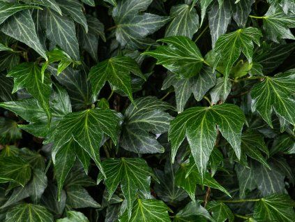 128074 brectan popinavy green ripple