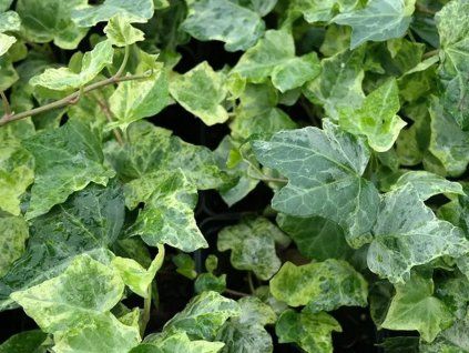 Břečťan popínavý 'Marmorata' (Balení kontejner RP2)