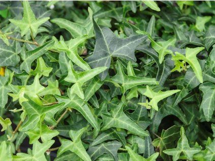 Břečťan popínavý 'Sagittifolia' (Balení kontejner RP2)