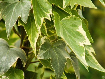 Hedera White Ripple (1)