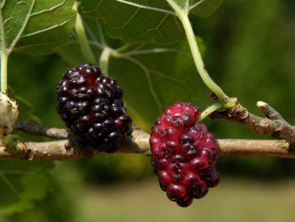 128098 moruse cerna sweet dream