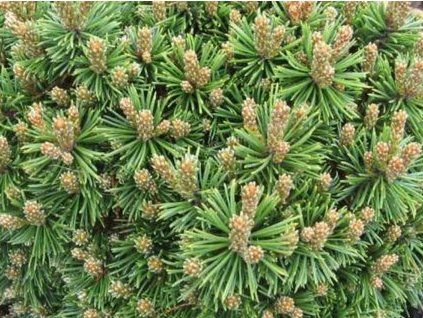 Borovice kleč 'Sandy' (Balení kontejner H9)