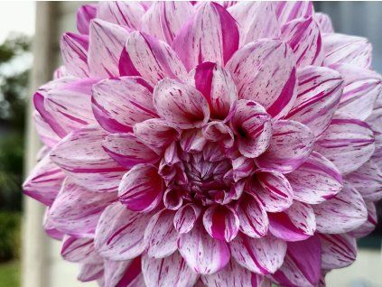 128197 jirina peppermint splash