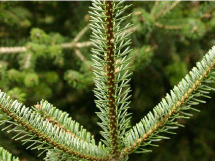 Jedle pardeova (Balení kontejner C7,5)