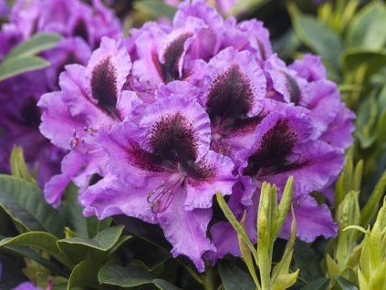 Rododendron 'Graal Müritz' (Balení kontejner C2)