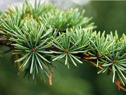 Cedrus krótkolistny