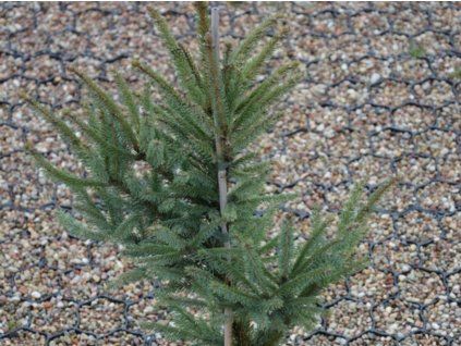 128245 smrk cerny beissneri