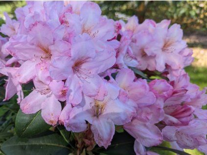 Rododendron 'Paola' (Balení kontejner C2)
