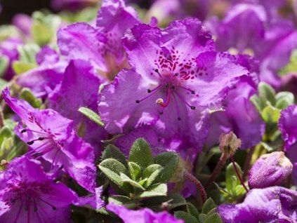 Rododendron keletský (Balení kontejner C1,5)