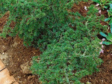 Cedr libanonský 'Compact Gem' (Balení kontejner C5)