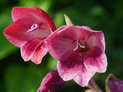 Mečík 'Papilio Ruby' (Balení hlíza 7/10 - 3 ks)