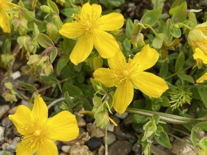 128560 trezalka olympska