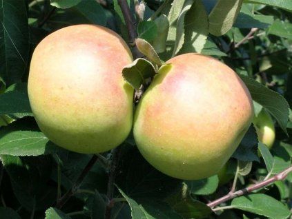 128695 1 jablon batul